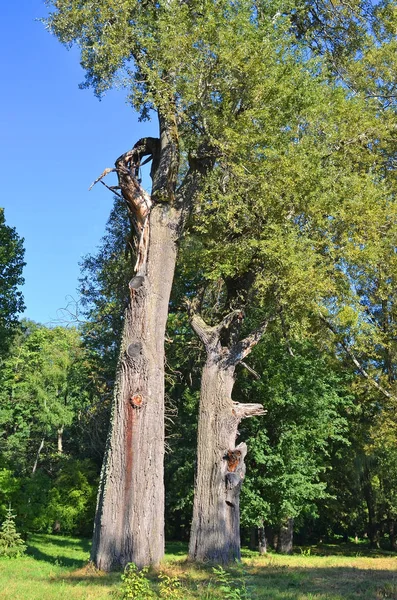 Old poplar tree — Stock Photo, Image