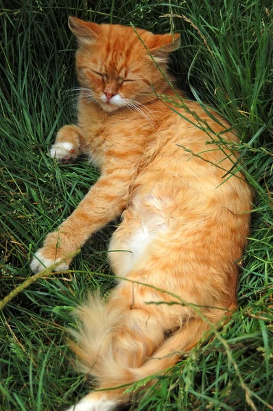 Червоний кіт у траві — стокове фото