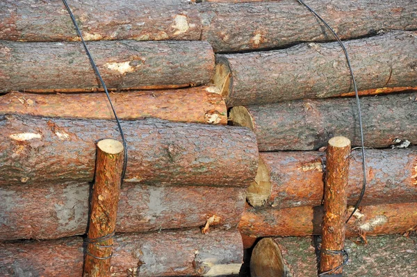 Сосна Круглі лісоматеріали — стокове фото