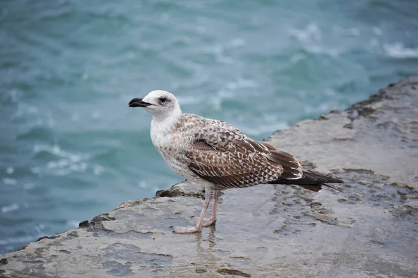 Seagull op pier — Stockfoto