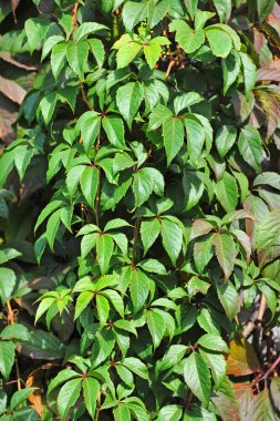 Vahşi asma yaprağı