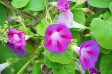 Yeşil yaprakları ile Petunia