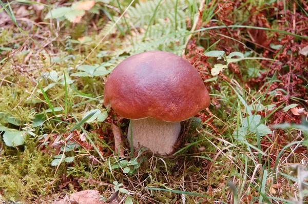 Boletus edulis paddestoel in bos — Stockfoto