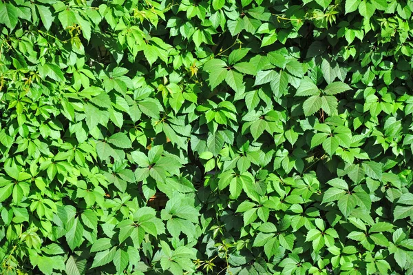 Foglie di vite selvatica — Foto Stock