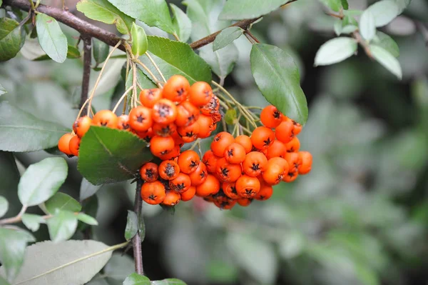 Rowan bogyókat, hegyi kőris (sorbus) — Stock Fotó