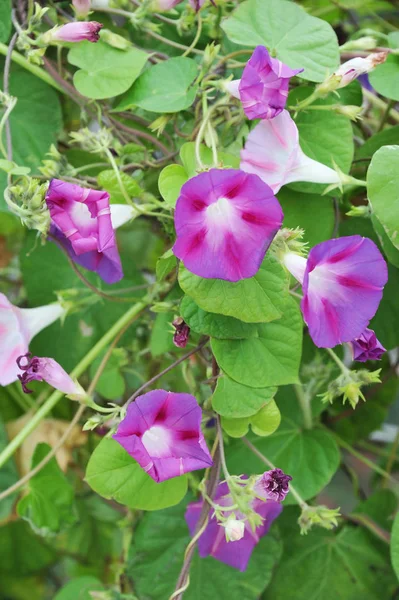 Petunia med gröna blad — Stockfoto