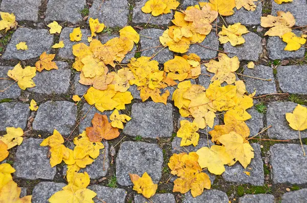 Hojas de otoño sobre adoquines —  Fotos de Stock