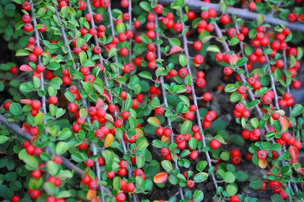 Cotoneaster horizontalis növény — Stock Fotó