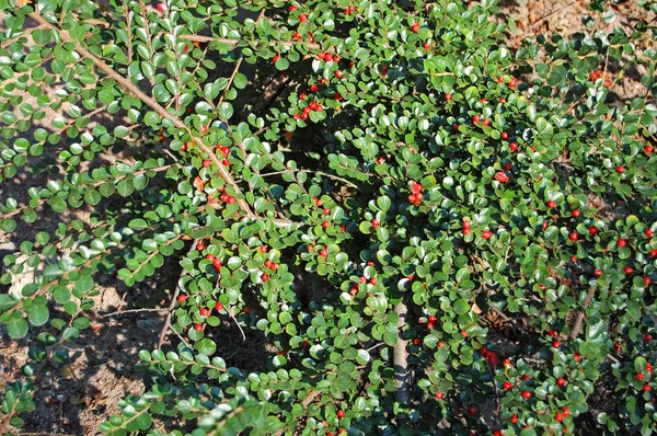 Cotoneaster horizontalis növény — Stock Fotó