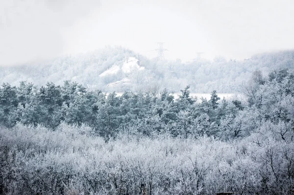 Winterwald im Raureif — Stockfoto