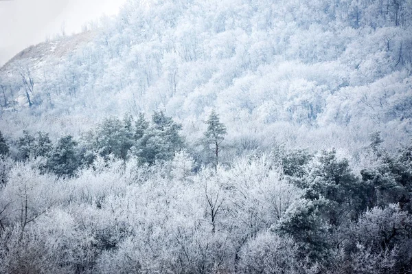 Winterwald im Raureif — Stockfoto