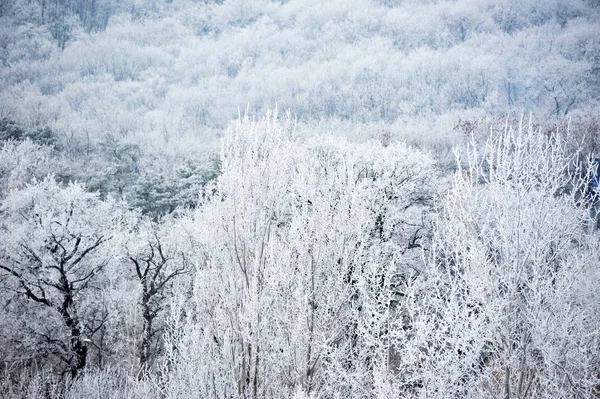 Winterwald im Raureif — Stockfoto