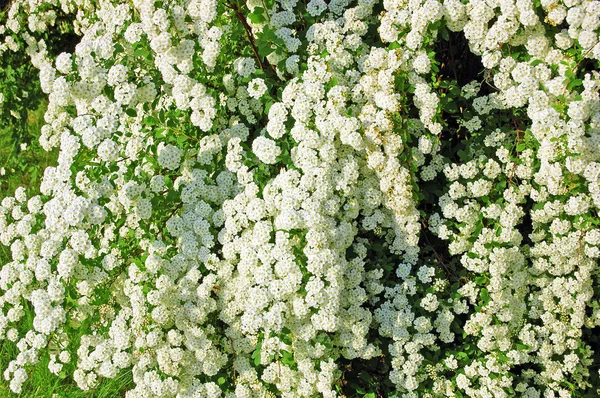 Цветок белой спиреи — стоковое фото