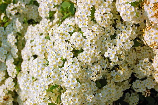 Квітку білу Spiraea — стокове фото