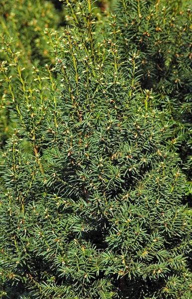 Idegran (Taxus baccata) — Stockfoto