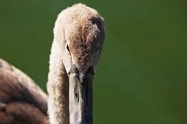 Grå swan porträtt — Stockfoto