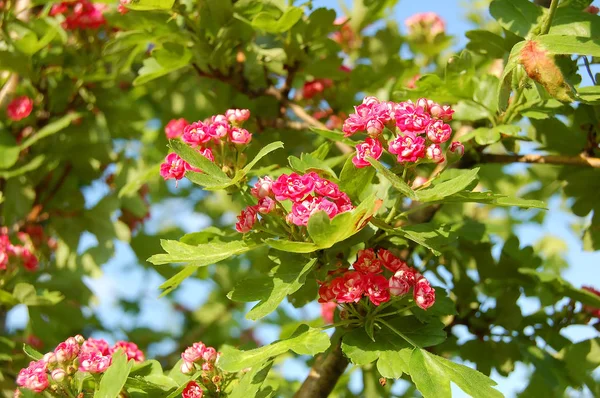 Espino (Crataegus) flor — Foto de Stock