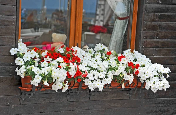Petunia on windowsill — Stock Photo, Image