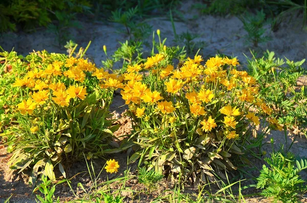 Flor de Coreopsis amarela — Fotografia de Stock