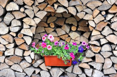 Petunya günlük yığın üzerinde