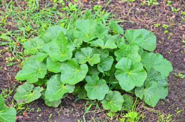 Malva flowerbed içinde