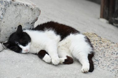 Kedi dinlenme Caddesi üzerinde
