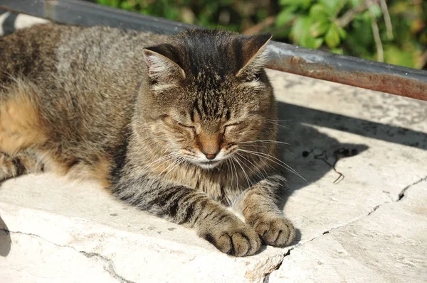 Кішка відпочиває на вулиці — стокове фото