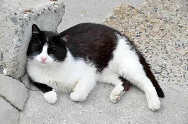 Cat resten på gatan — Stockfoto