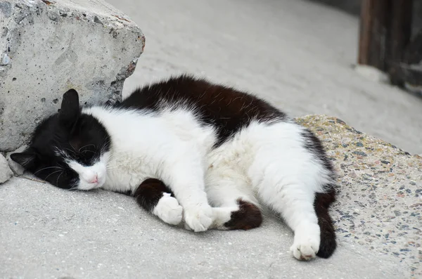 Kedi dinlenme Caddesi üzerinde — Stok fotoğraf