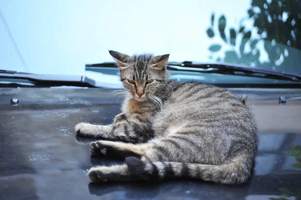 Бродячий кіт на коворкінгу автомобілів — стокове фото
