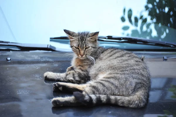 Stray cat on car cowling