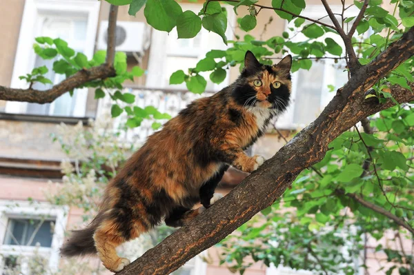 Herrelös katt på träd — Stockfoto