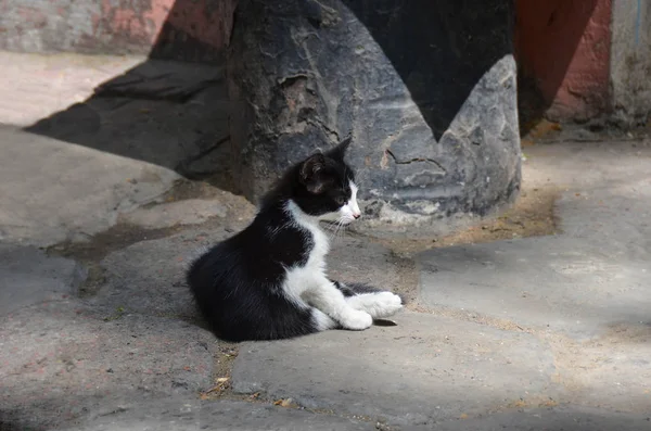 Bortsprungna katt på gatan — Stockfoto