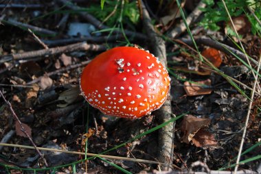 Amanita muscaria mushrom