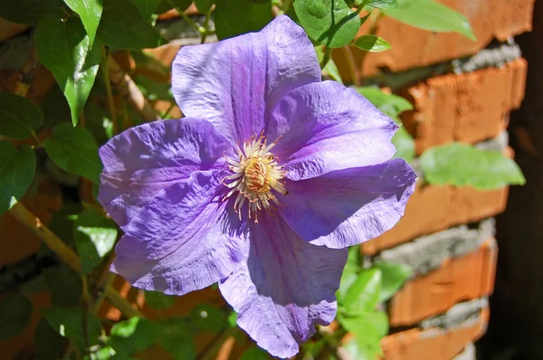 Piękny clematis kwiat — Zdjęcie stockowe
