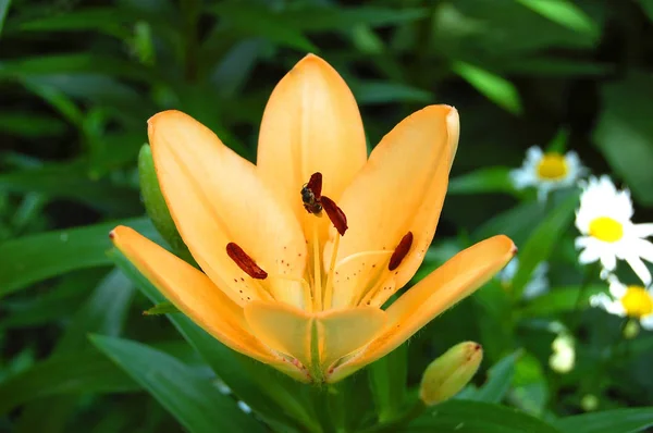 Yellow lily flower — Stock Photo, Image