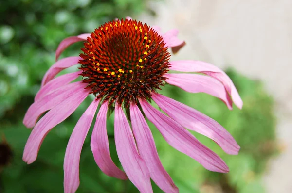 Bela flor de equinácea — Fotografia de Stock