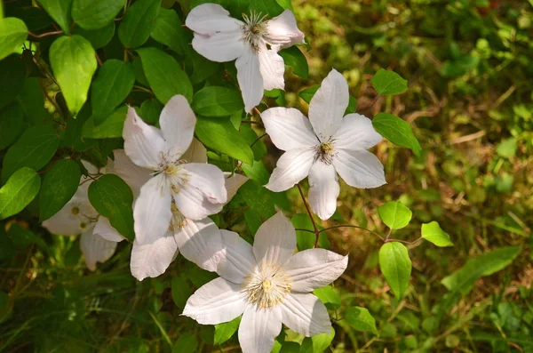 Mooie clematis bloem — Stockfoto