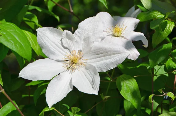 Bela flor clematis — Fotografia de Stock