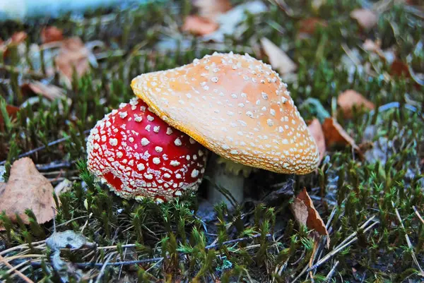 Amanita muscaria Pavel — Stock fotografie