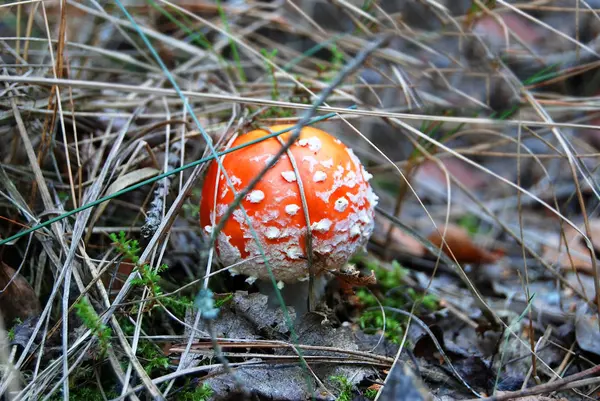 Amanita muscaria grzybowym — Zdjęcie stockowe