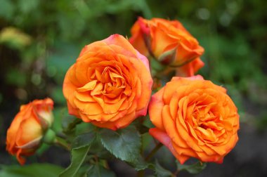 Güzel gül çiçeği