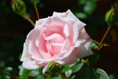 Güzel gül çiçeği