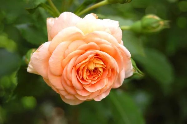 Hermosa flor de rosa — Foto de Stock