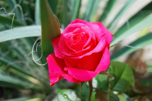 Bellissimo fiore di rosa — Foto Stock