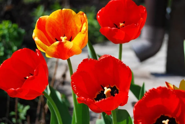 Schöne Tulpenblüte — Stockfoto