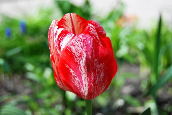 Linda flor de tulipa — Fotografia de Stock