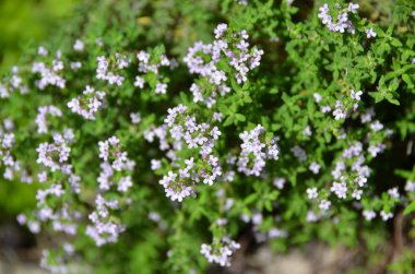 Güzel timus çiçek