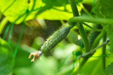 Cucumberin Bahçe-yatakta