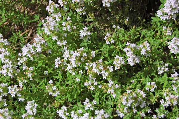 Красиві thymus квітка — стокове фото